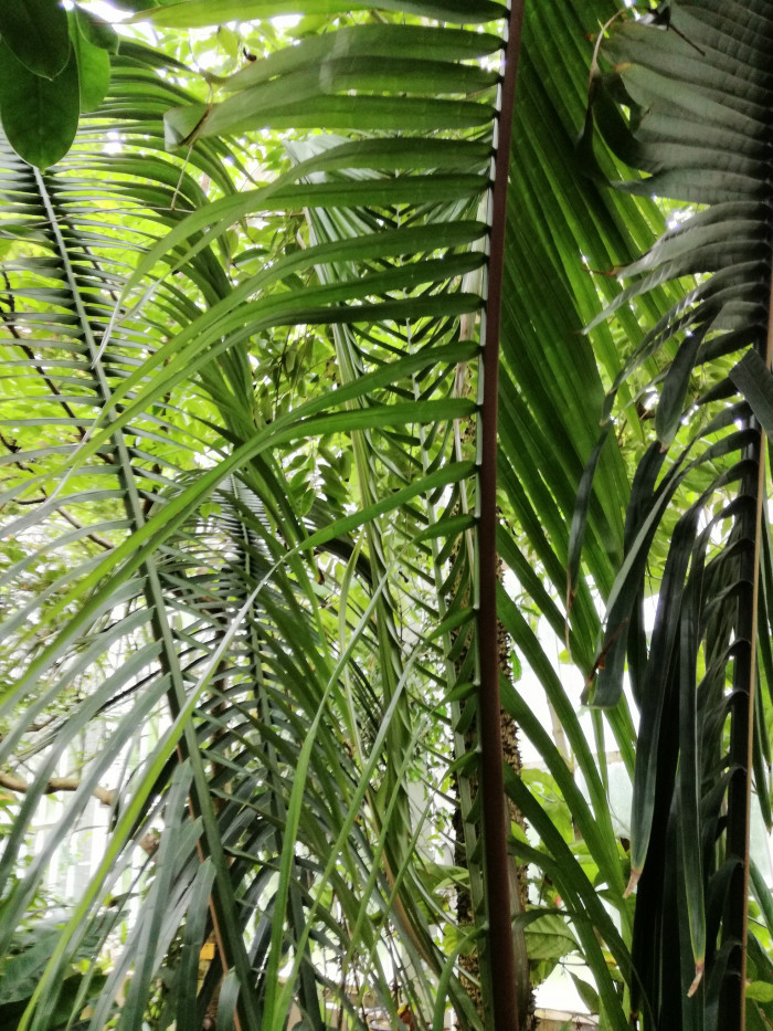 와인 야자 - Wine Palm, Yagua palm, American oil palm, Attalea butyracea