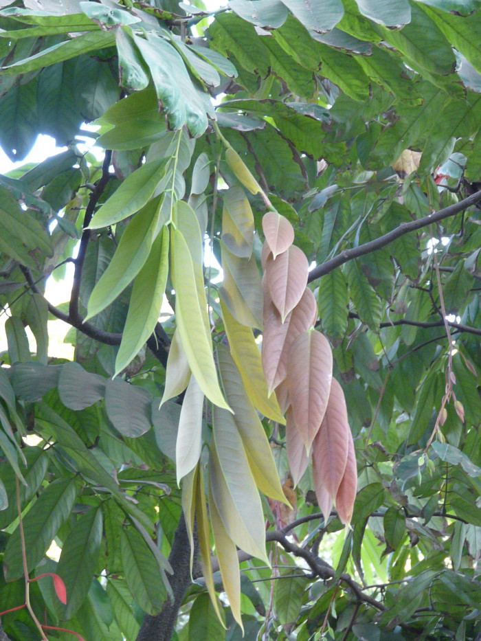 암헤르스티아 노빌리스 - Pride of Burma, Amherstia nobilis 