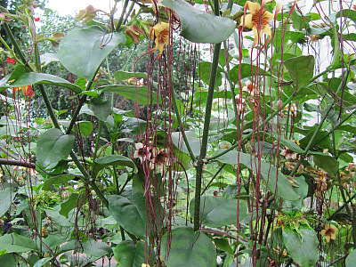 스트로판투스 프루시 사진 - Strophanthus preussii Photos