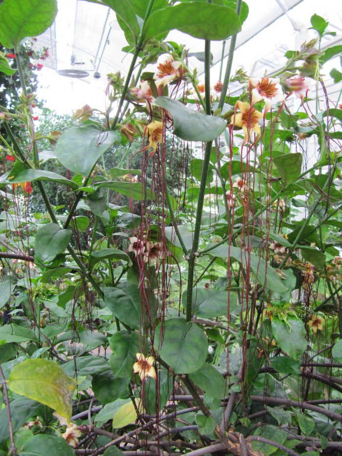 스트로판투스 프루시 - spider tresses, Strophanthus preussii