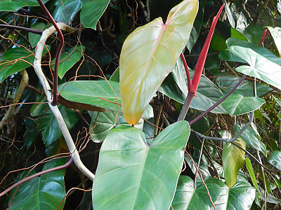 필로덴드론 에르베스센스 사진 - Philodendron erubescens Photos