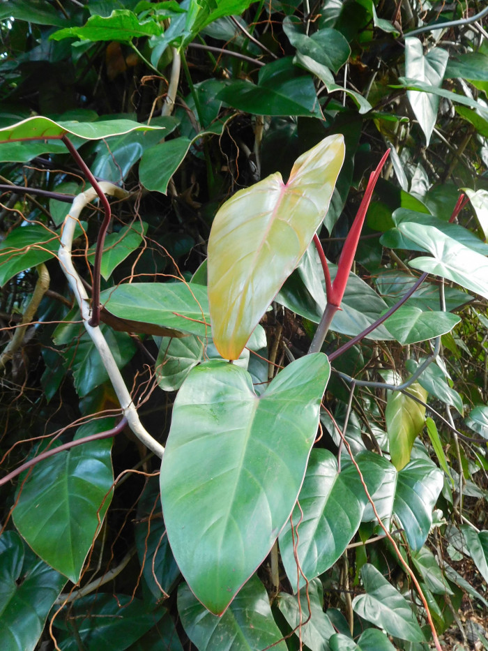 필로덴드론 에르베스센스 - Philodendron erubescens