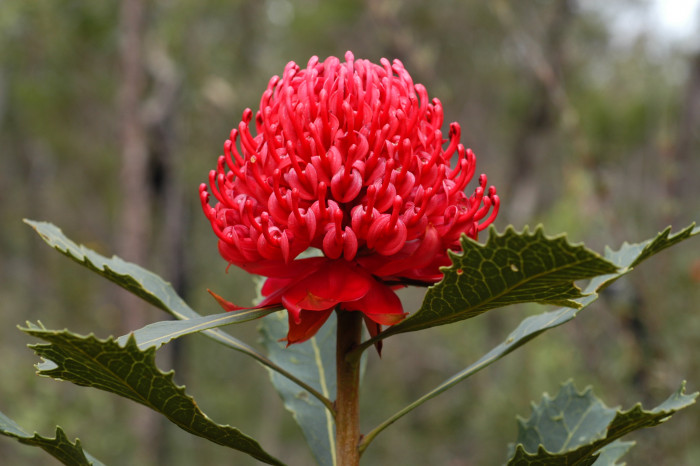 텔로피아 - Waratah, Telopea speciosissima