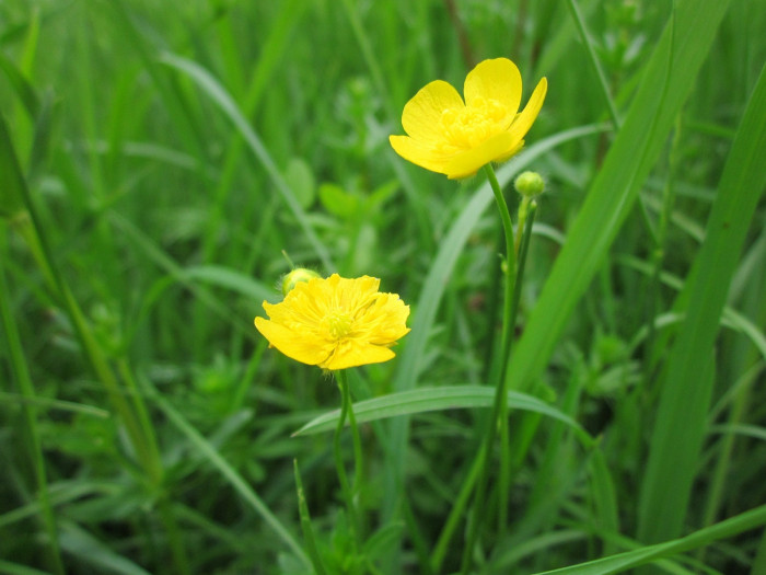 산미나리아재비 - Ranunculus acris L.