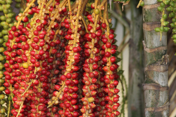 크리스마스야자 - Christmas palm, Manila palm, Adonidia merrillii