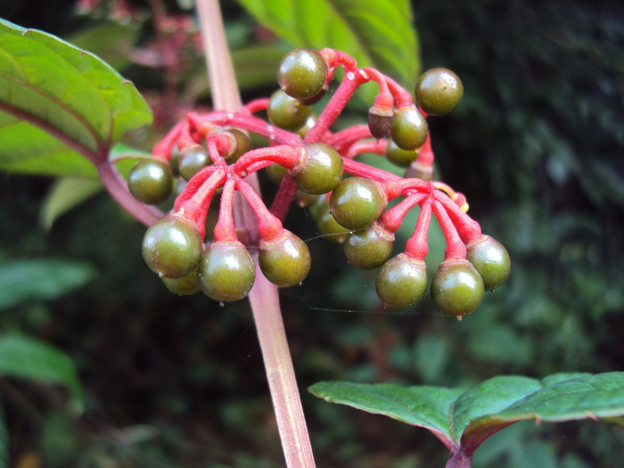 시서스 디스컬러 - Rex Begonia Vine, Cissus Discolor