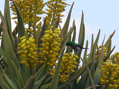 알로에 디코토마 사진 - Aloe dichotoma Masson Photos