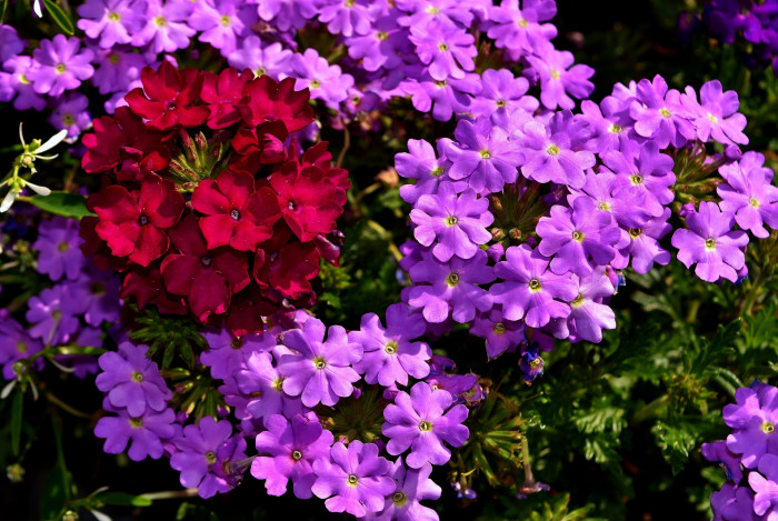 버베나 - Verbena, Garden verbena, Verbena hybrida