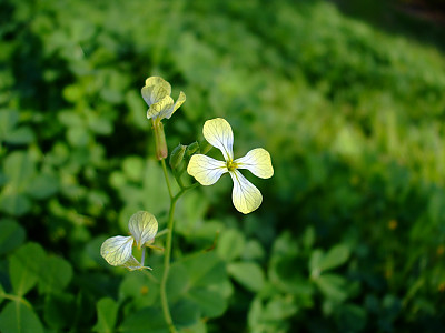 서양무아재비 사진 - Raphanus raphanistrum L. Photos