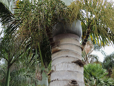 스핀들야자 사진 - Hyophorbe verschaffeltii Photos