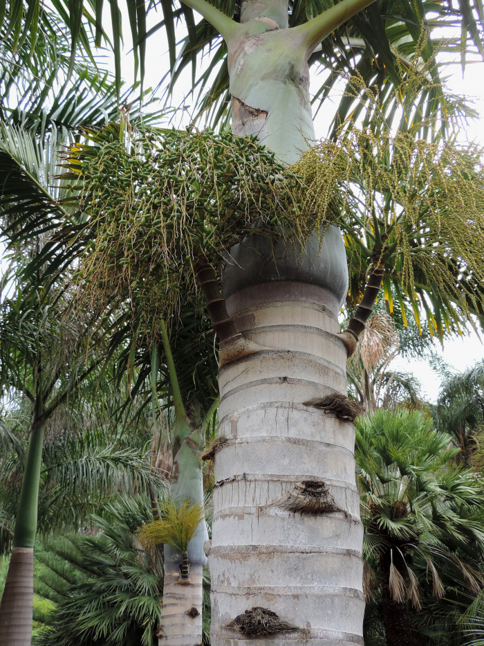 스핀들야자 - Spindle Palm, Hyophorbe verschaffeltii