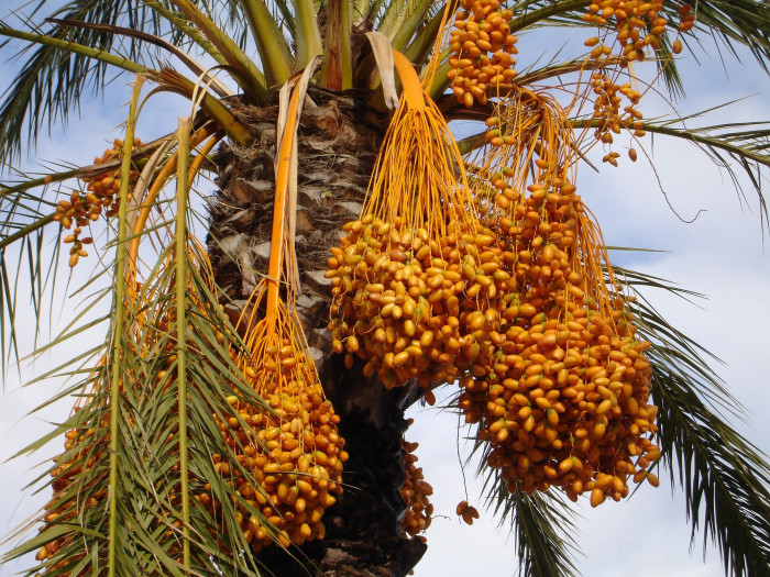 대추야자 - date palm, Phoenix dactylifera