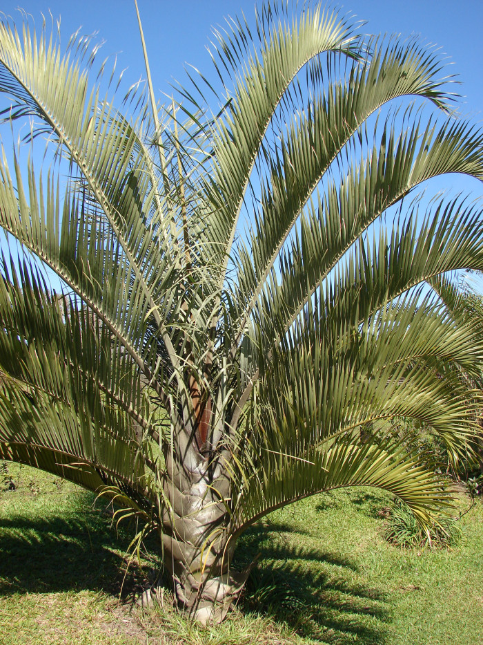 삼각야자 - Triangle Palm, Dypsis decaryi, Neodypsis decaryi jumelle