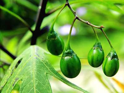 캥거루사과 사진 - Solanum laciniatum Photos