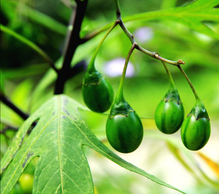 캥거루사과 - Kangaroo Apple, Solanum laciniatum