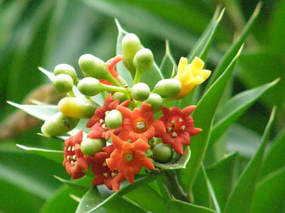 죽백나무 사진 - Podocarpus nagi (Thunb.) Zoll. & Mor. ex Zoll. Photos