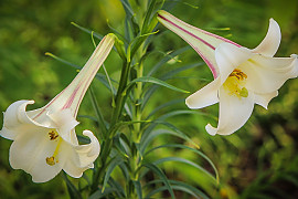 대만나리 - Lilium formosanum