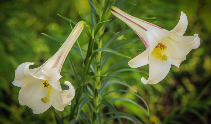 대만나리 - Formosa lily, Taiwanese lily, Lilium formosanum
