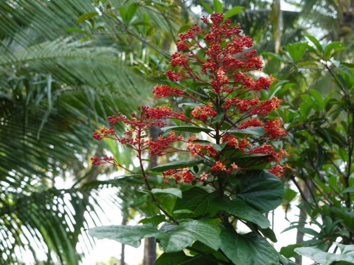용선화 - Pagoda Flower, Pyramid flower, Temple flower, Clerodendrum paniculatum