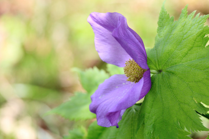 일본나무양귀비 - Japanese wood poppy, Glaucidium palmatum 