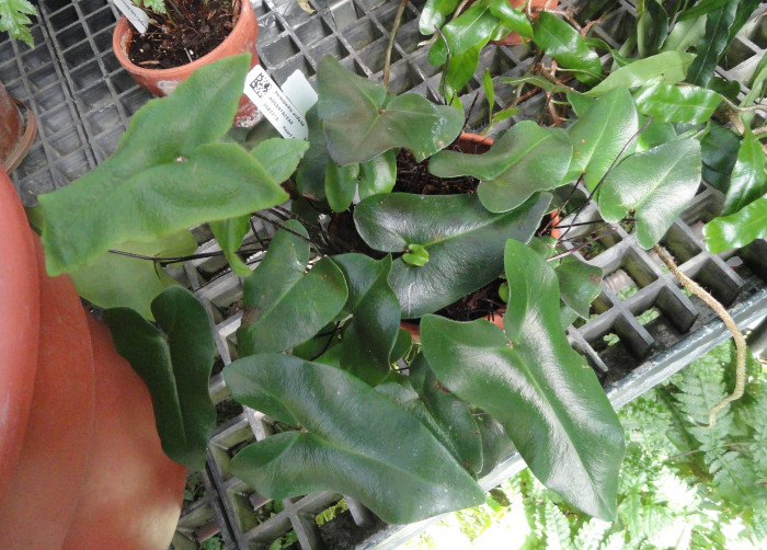 하트펀 - Heart fern, Hemionitis arifolia