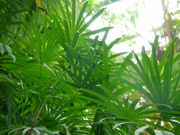종려죽 - Slender Lady Palm, Rhapis Palm, Rhapis humilis Blume