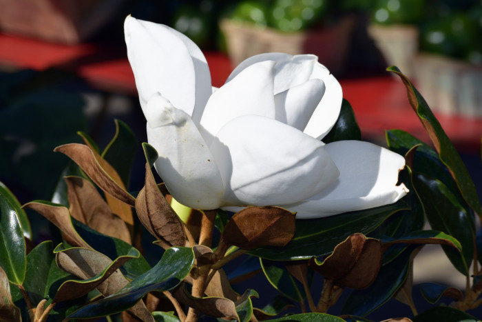태산목 - Magnolia grandiflora L.
