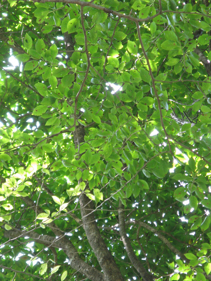 대팻집나무 - Ilex macropoda Miq. for. macropoda