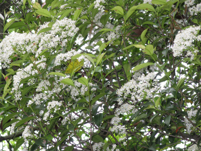 홍가시나무 - Red Robin, Photinia glabra (Thunb.) Maxim.