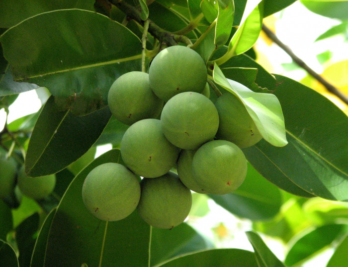 용화수 - Alexandrian laurel, balltree, laurelwood, Beauty Leaf, Calophyllum inophyllum