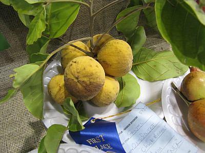 산돌 사진 - Sandoricum koetjape Photos