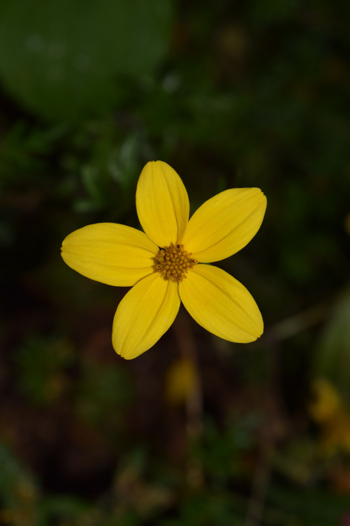 비덴스 - Fern leaved, Beggar ticks, Bidens ferulifolia
