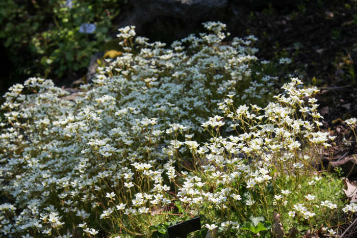 천상초 - Irish saxifrage, Saxifraga rosacea