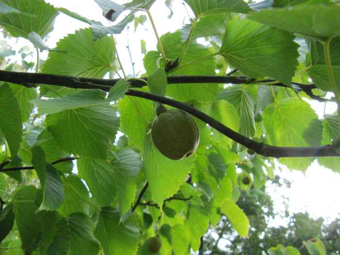 손수건나무 - dove-tree, handkerchief tree,  ghost tree, Davidia involucrata