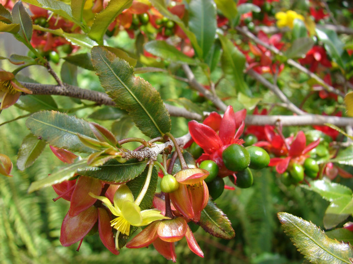 미키마우스트리 - Mickey Mouse bush, Small-leaved plane, Carnival bush, Ochna serrulata