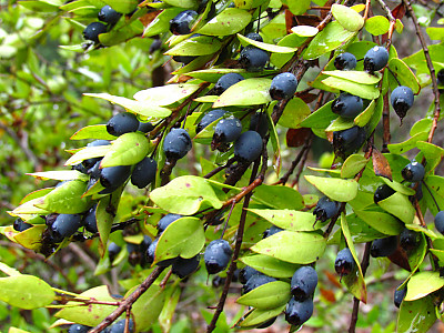 은매화 사진 - Myrtus communis L. Photos