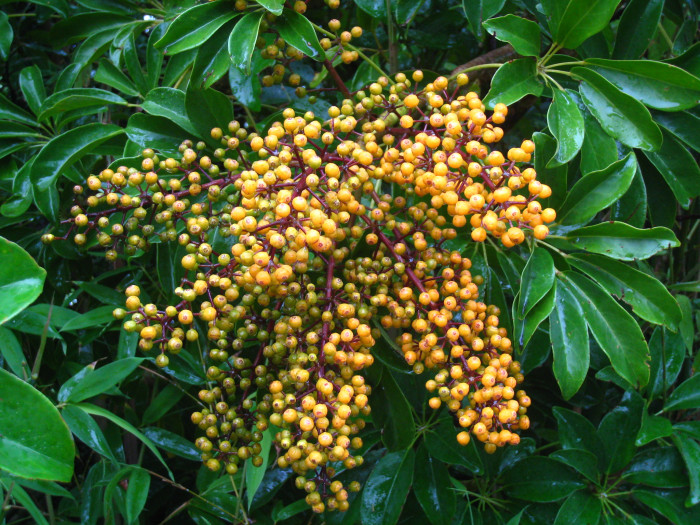 홍콩야자 - umbrella tree, Schefflera arboricola