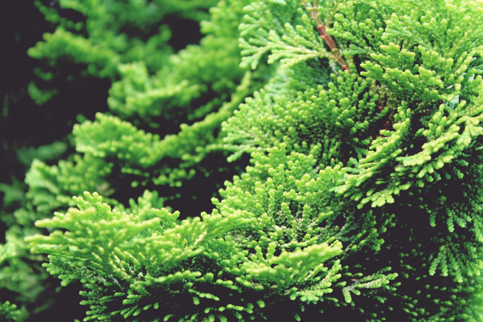 측백나무 - Thuja Orientalis