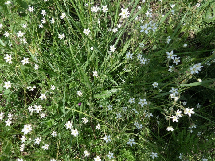 들개미자리 - Spergula arvensis L.