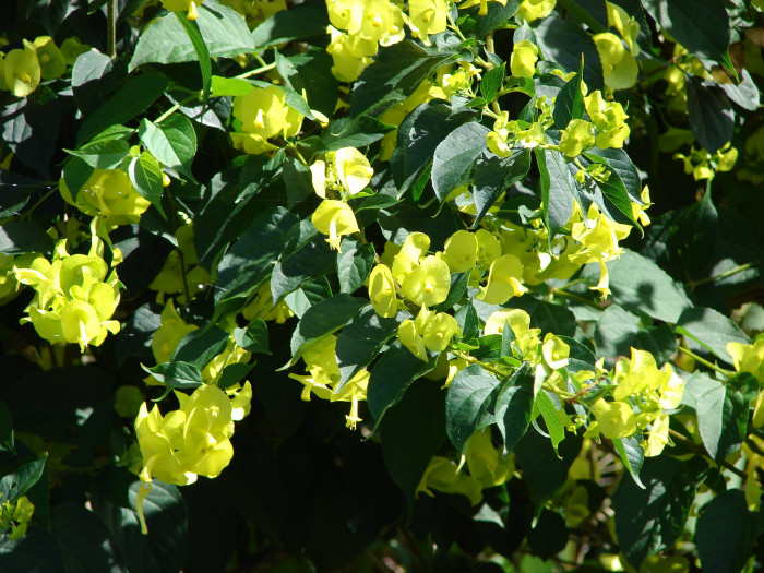 파라솔꽃 - Chinese hat plant, cup-and-saucer plant, mandarin