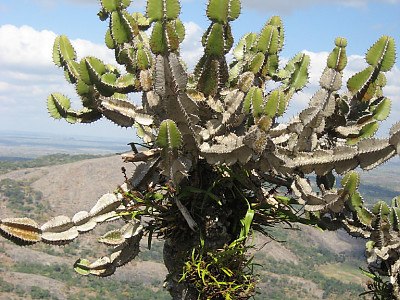 유리탑 선인장 사진 - Euphorbia cooperi Photos