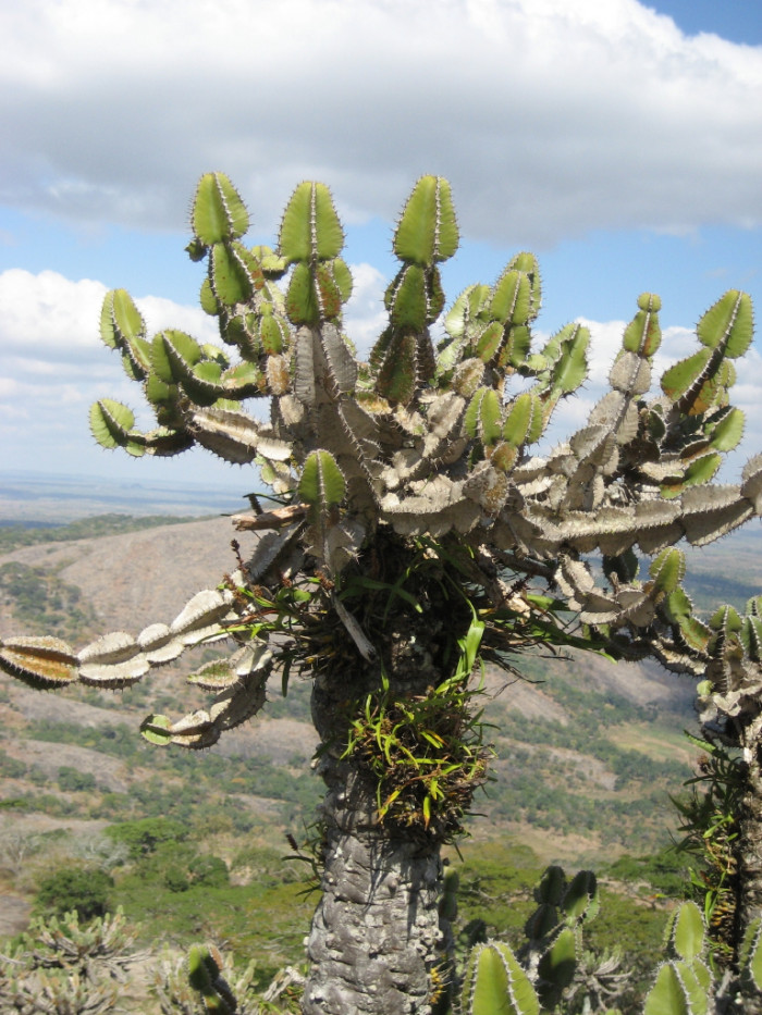유리탑 선인장 - Transvaal candelabra tree , bushveld candelabra euphorbia, Euphorbia cooperi