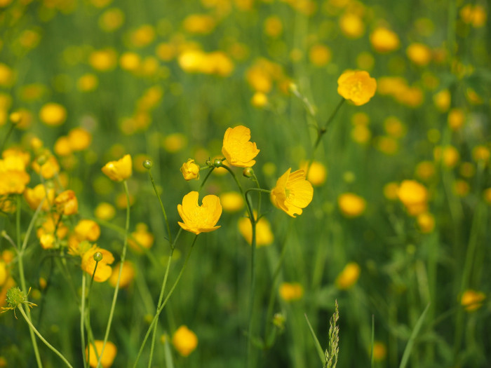 산미나리아재비 - Ranunculus acris L.