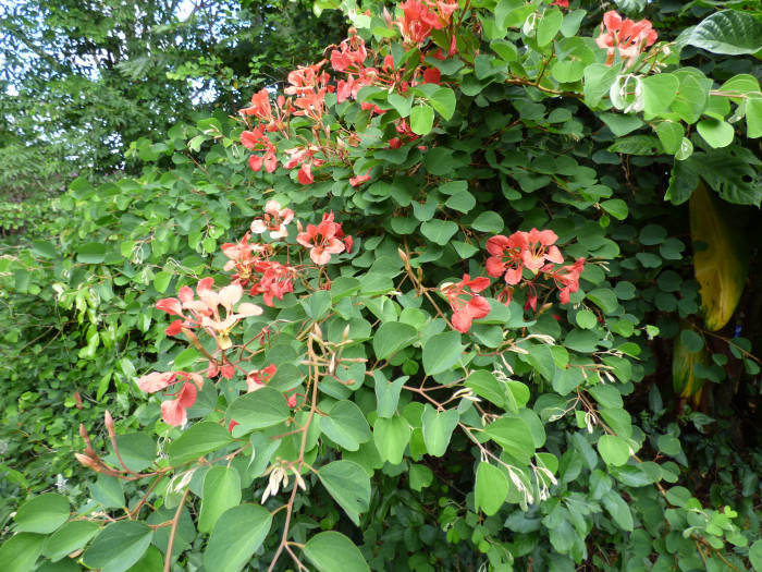 붉은난초나무 - Pride of De Kaap, Orchid Tree, Red Bauhinia, Nasturtium Bauhinia, African Plume, Red Orchid Bush, Bauhinia Galpinii