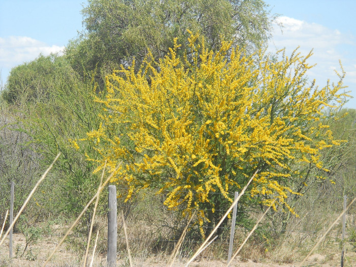 파킨소니아 프레이콕스 - Arbol brea, Parkinsonia praecox