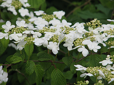 설구화 사진 - Viburnum plicatum Photos