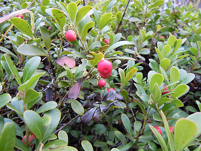 베어베리 사진 - Arctostaphylos uva-ursi Photos