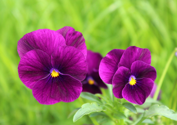 팬지 - Pansy, Viola tricolor L.