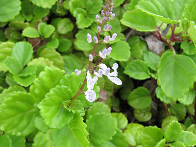 스웨디쉬 아이비 사진 - Plectranthus verticillatus. Photos
