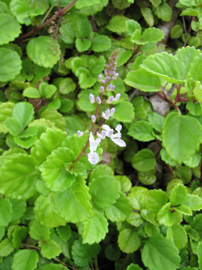 스웨디쉬 아이비 - Swedish Ivy, Plectranthus verticillatus.
